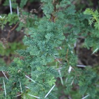 Vachellia planifrons (Wight & Arn.) Ragup., Seigler, Ebinger & Maslin